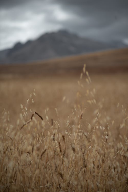 乾的, 垂直拍攝, 小麥 的 免費圖庫相片
