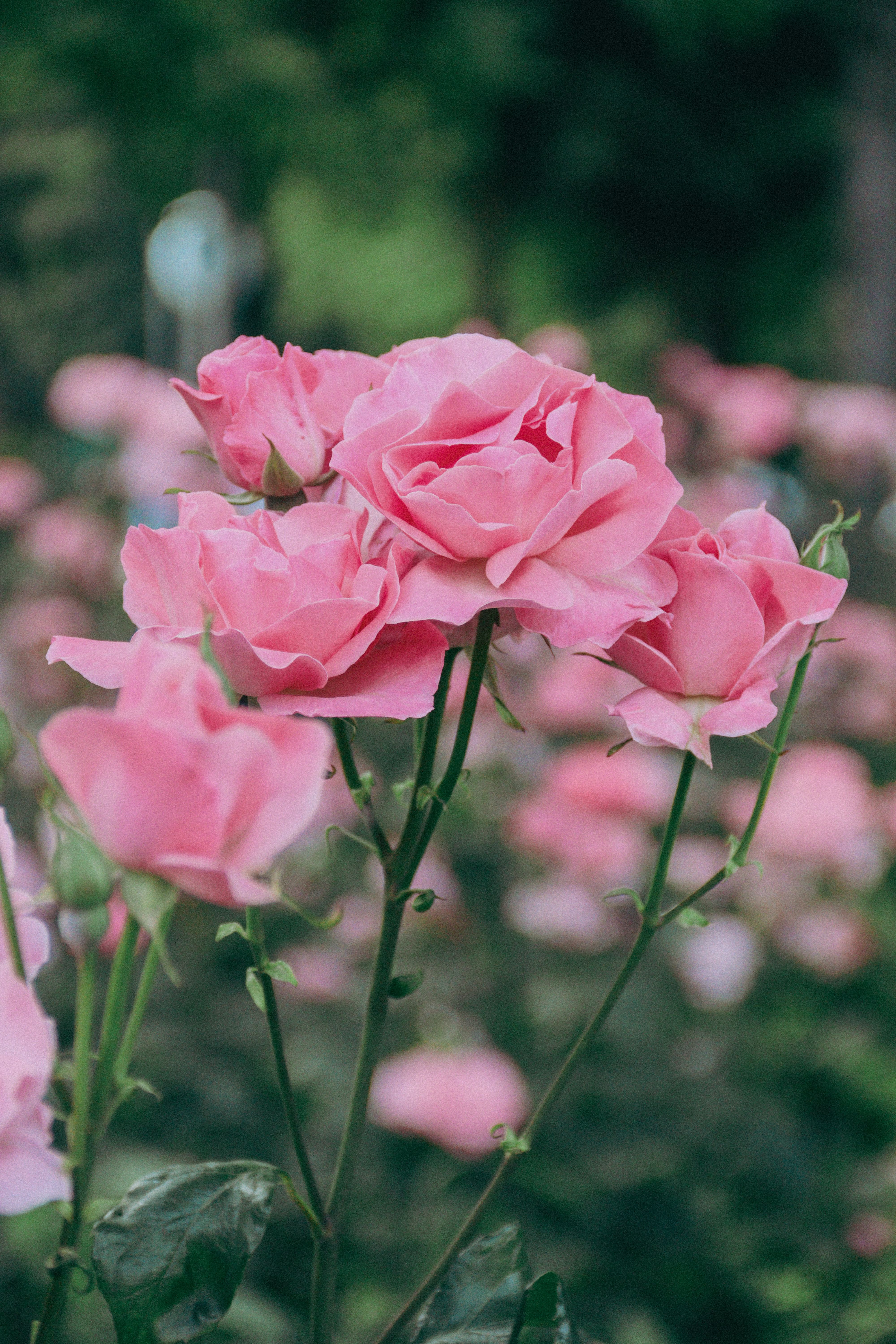 Foto profissional gratuita de alegre, ao ar livre, arbusto de rosas ...