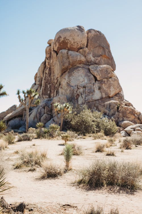 A Rock Formation and Trees at the Joshua Tree National Park in California, United States