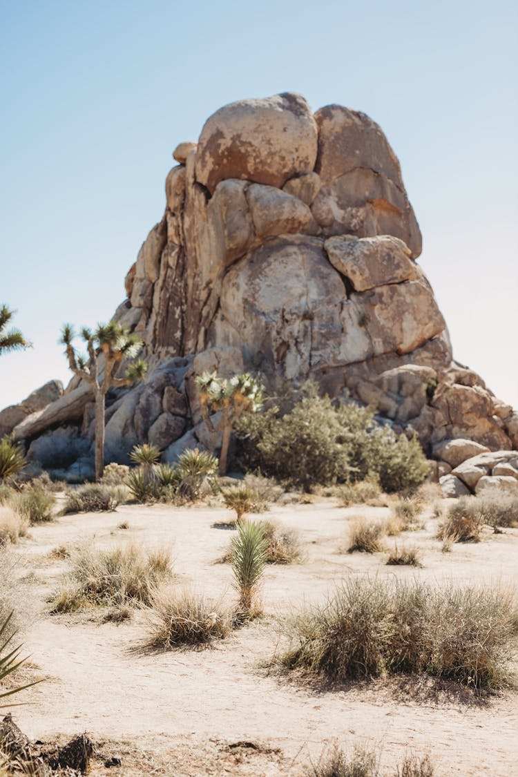 A Rock Formation And Trees At The Joshua Tree National Park In California, United States