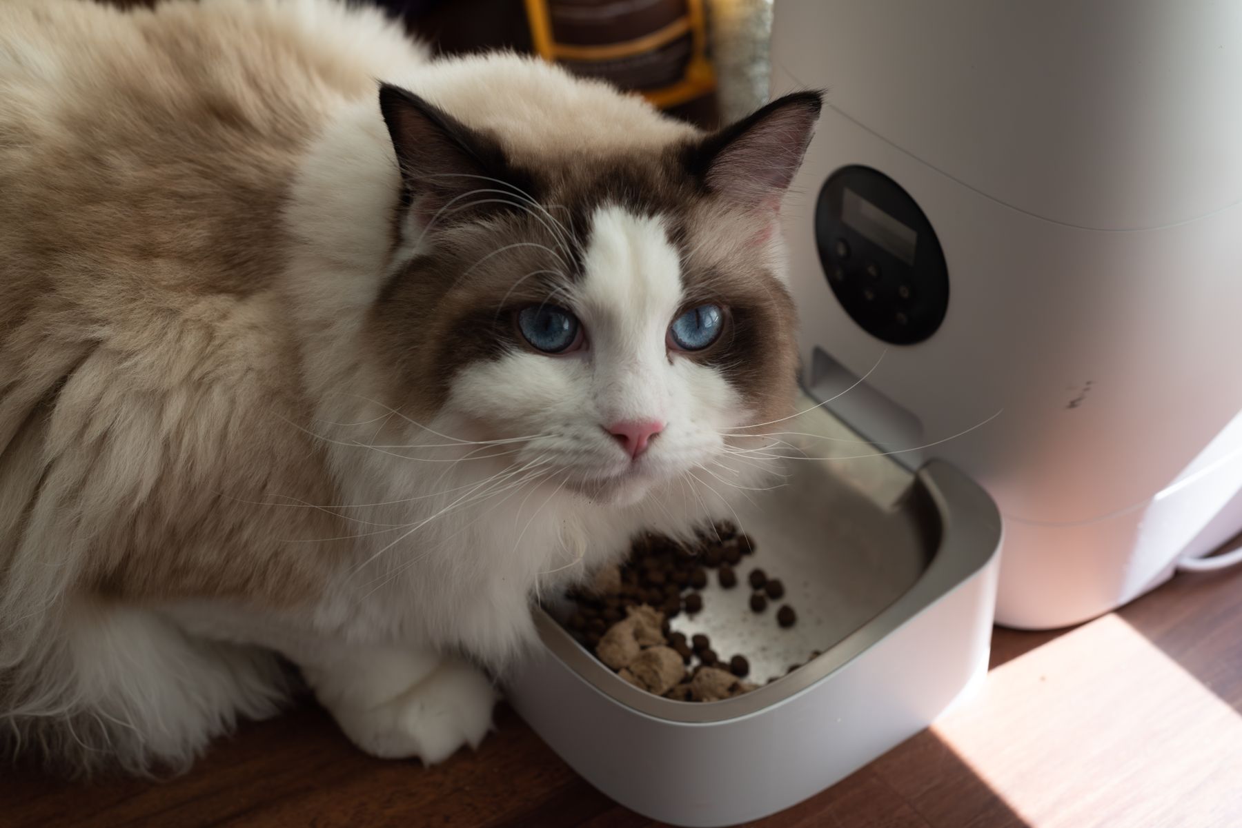 Cat using an automatic pet feeder inside a modern home
