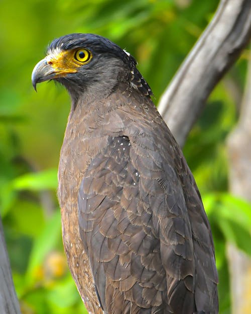 Crested Serpent Eagle