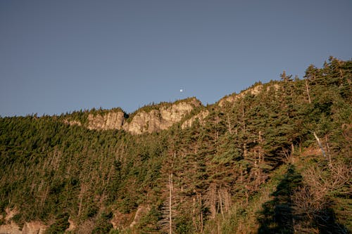 Kostnadsfri bild av barrträd, berg, dal