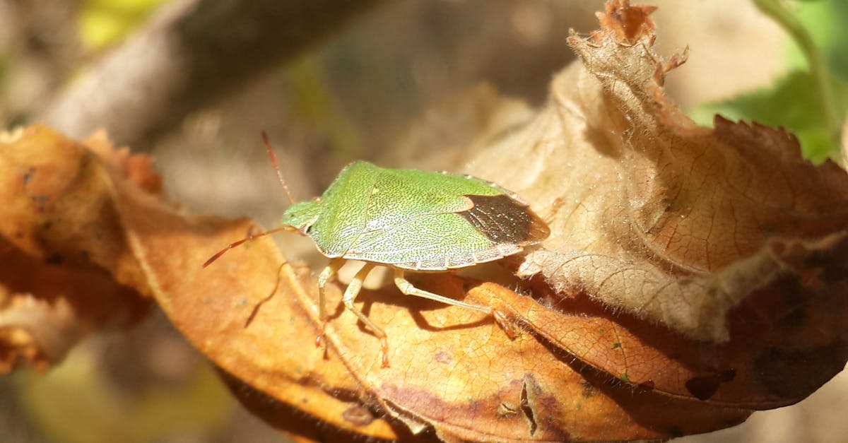 Free stock photo of beetle, nature, peace