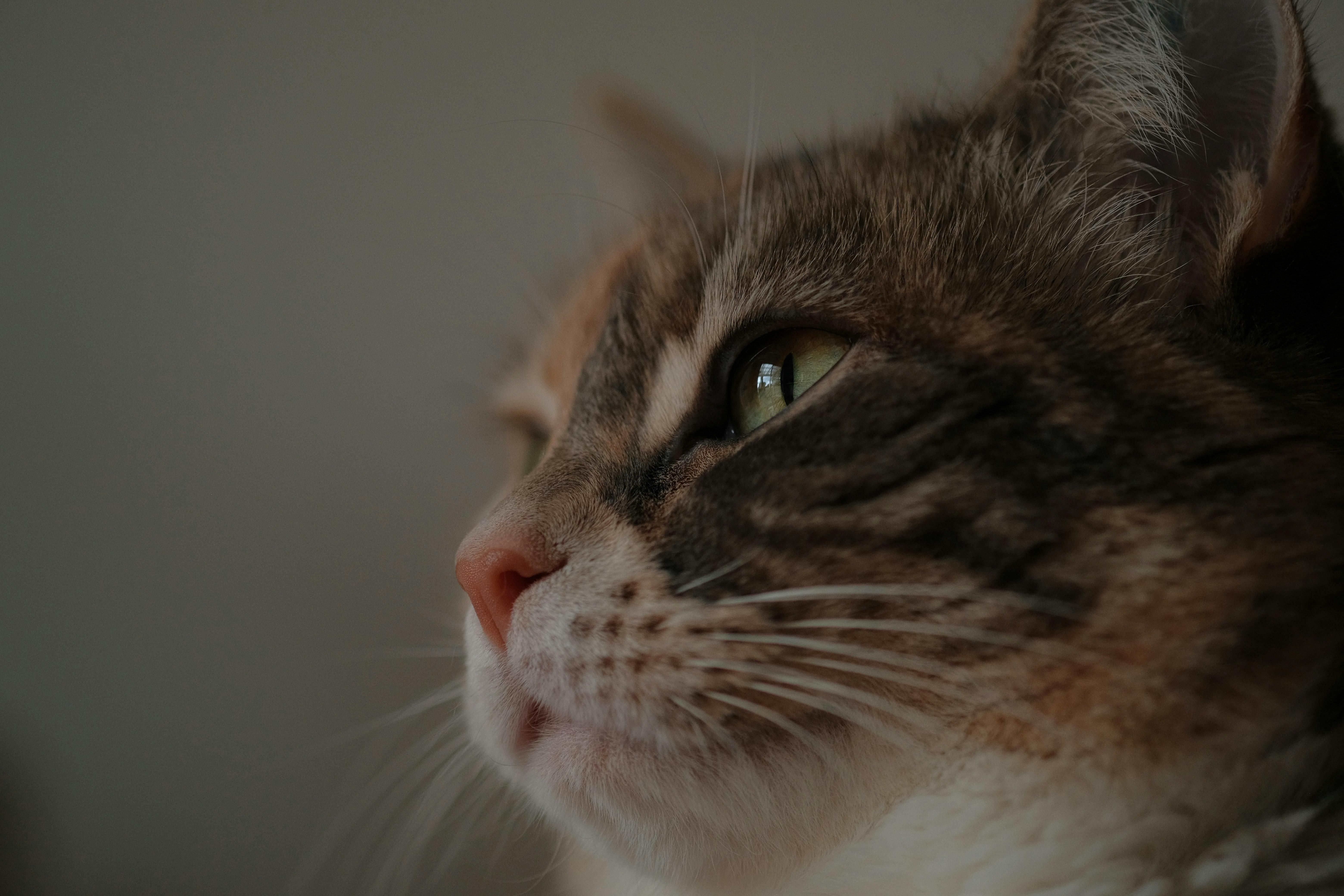 Close up of Cat Head · Free Stock Photo