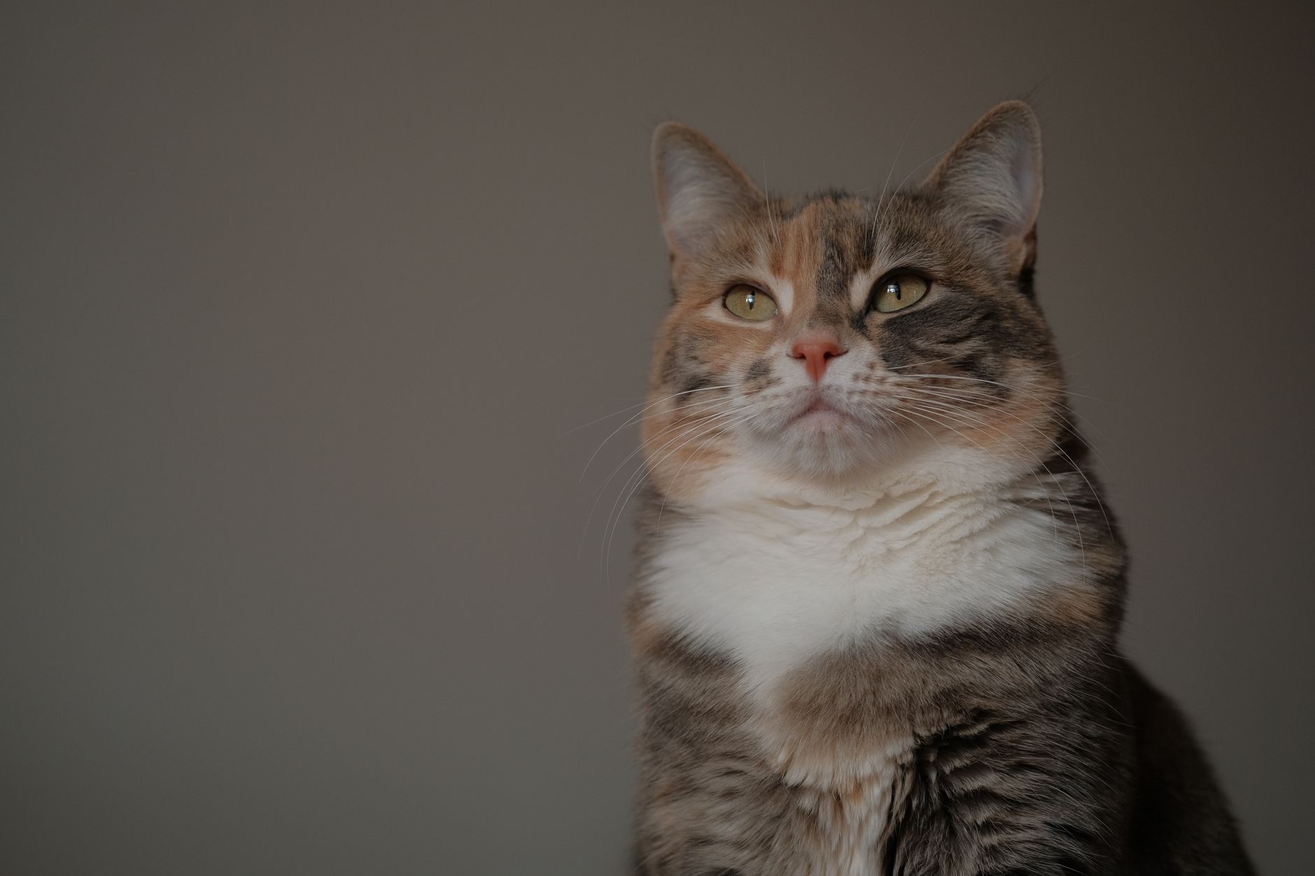 Veterinary care for a cat