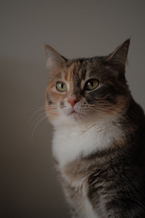 Free Close-up portrait of a tricolor domestic cat with a neutral gray background, perfect for pet lovers. Stock Photo