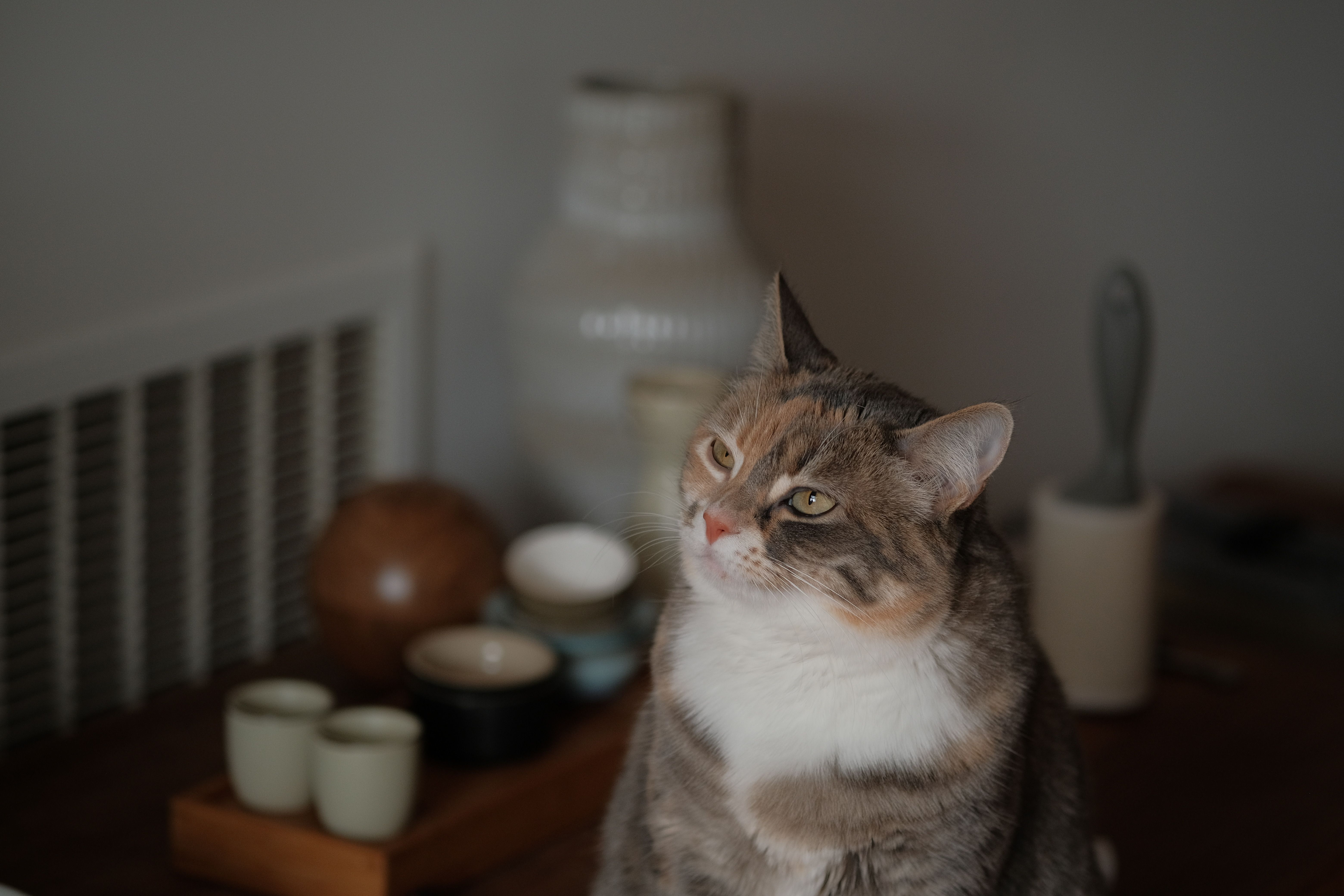 猫用サークル・脱走防止柵 おすすめ5選 詳細レビュー