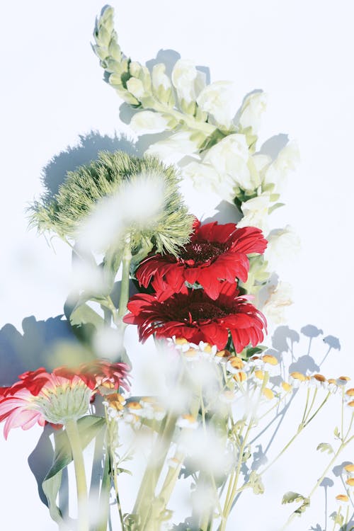Foto stok gratis bunga-bunga, latar belakang putih, Pandangan atas