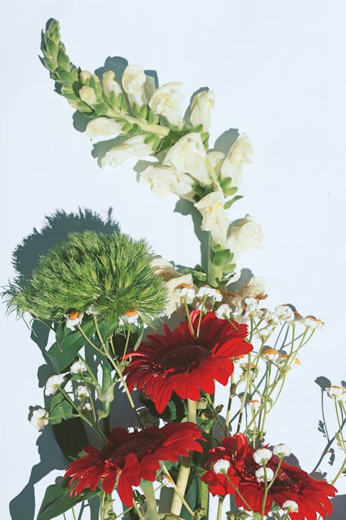 Fotobanka s bezplatnými fotkami na tému biele pozadie, kvety, kytica
