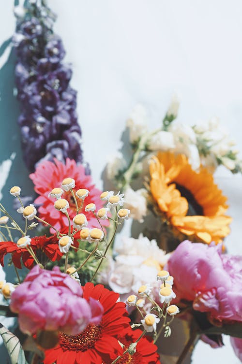 꽃, 나뭇잎, 다채로운의 무료 스톡 사진