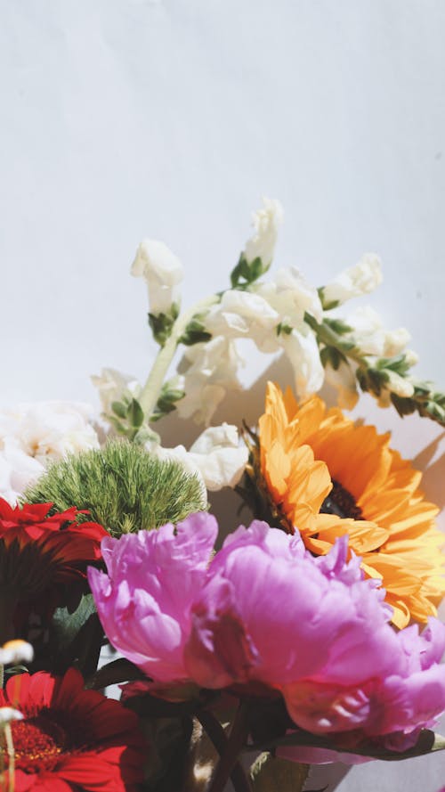 Foto d'estoc gratuïta de colorit, flors, fons blanc