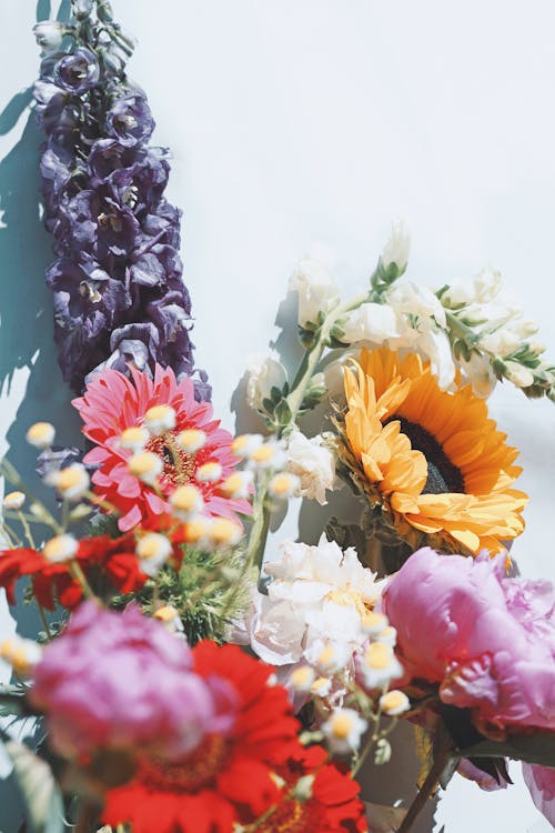 거베라, 꽃, 라벤더의 무료 스톡 사진