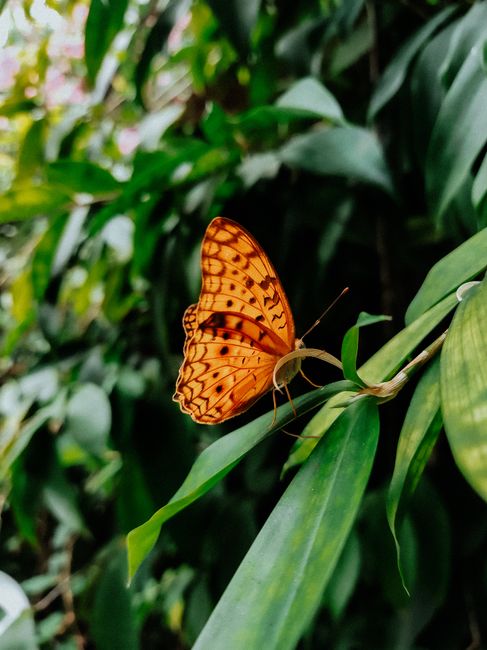 Bright orange butterfly perched on a leaf in a lush garden setting.