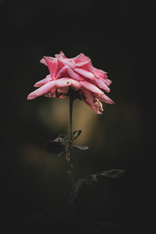 Free A close-up of a withering pink rose against a dark backdrop, capturing its delicate beauty. Stock Photo