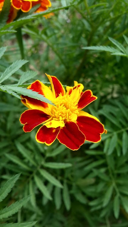 Foto Stok Gratis Tentang Alam Bunga Wallpaper Iphone