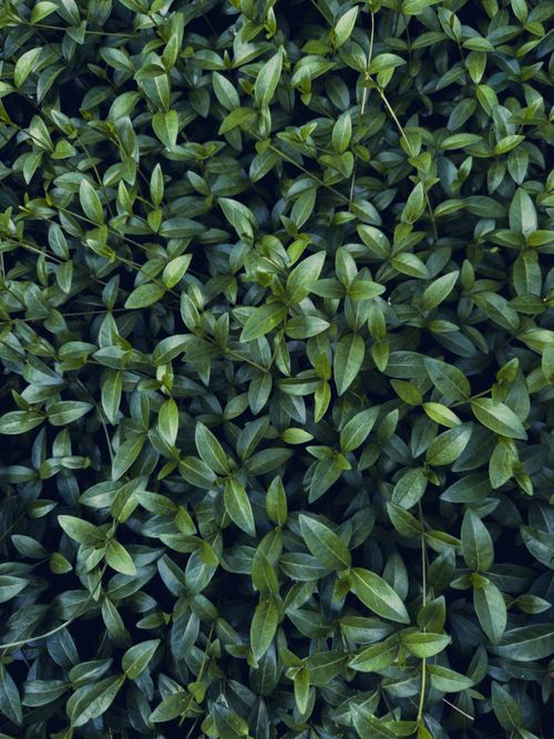 Free A close-up of vibrant green leaves showcasing nature's abundance in an outdoor setting. Stock Photo