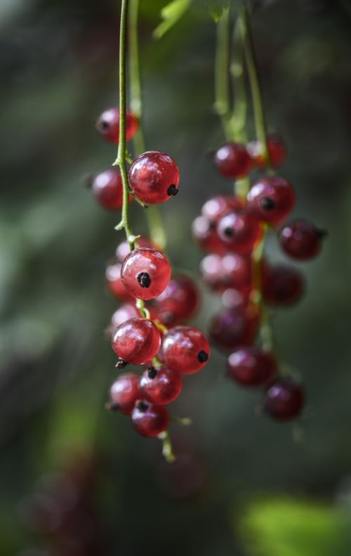 Free Vibrant redcurrants hanging from a vine, capturing the essence of summer freshness. Stock Photo
