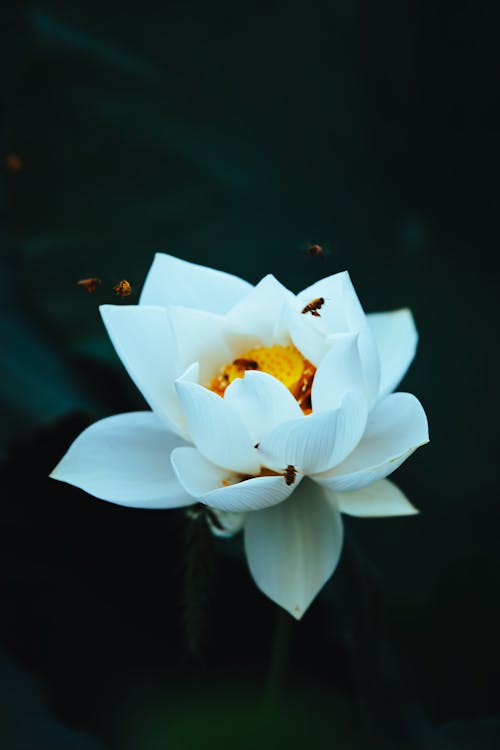 Close-up of Flies Flying near a White Lotus 