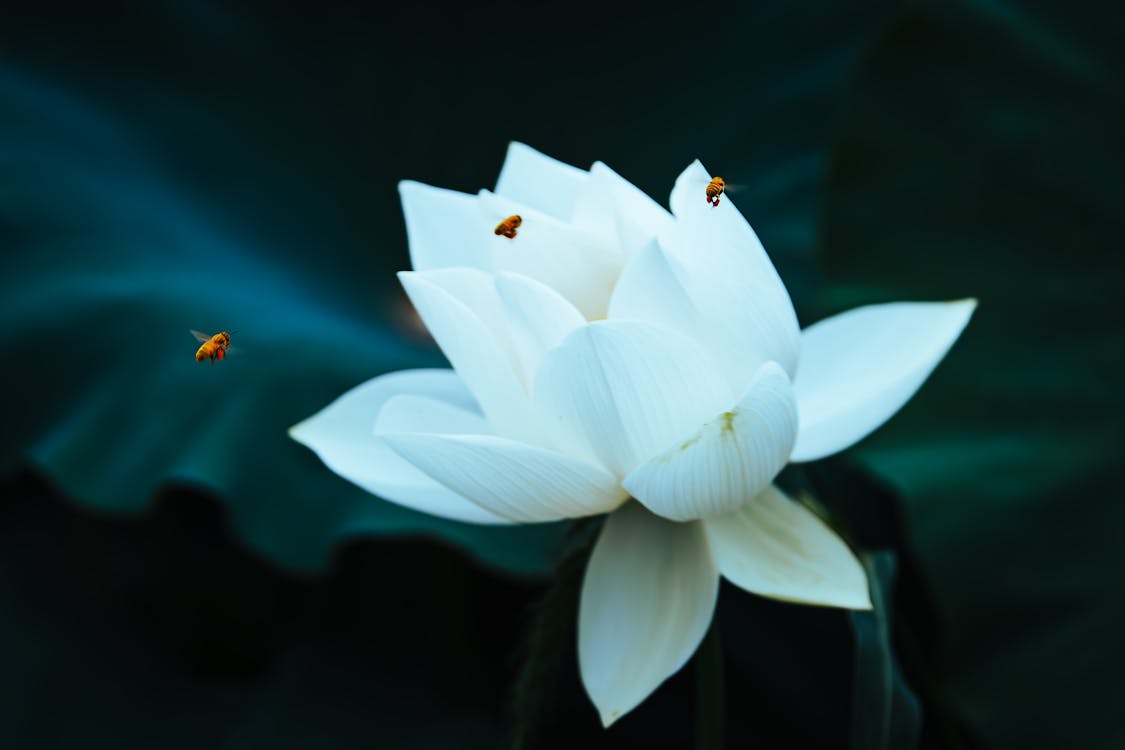 Insects on Lily Flower 