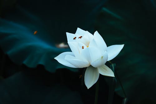 Insects Flying over Lotus Flower