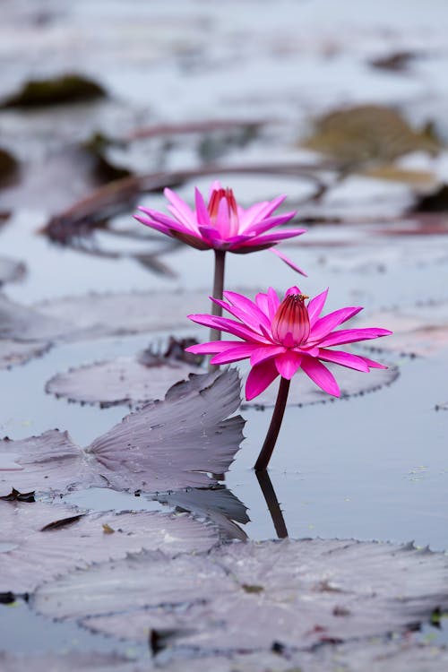Pink Flowers and Leaves on Lake