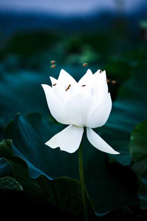 White Lily Flower in a Garden 