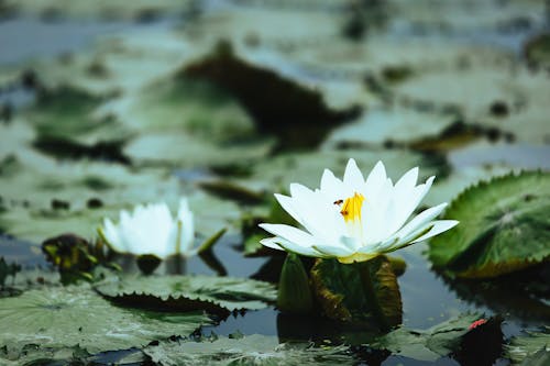 White Lily Flowers in a Stream