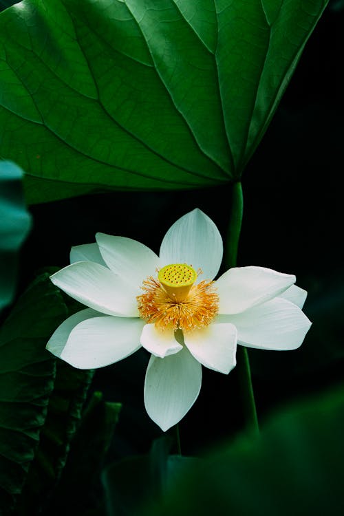 White Flower in Close-up View