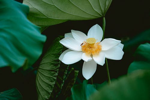 Beautiful White Flower