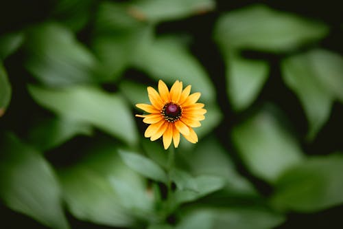 Foto profissional grátis de amarelo, cor, delicado