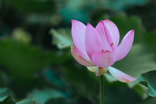 Pink Lotus Flower in a Garden 