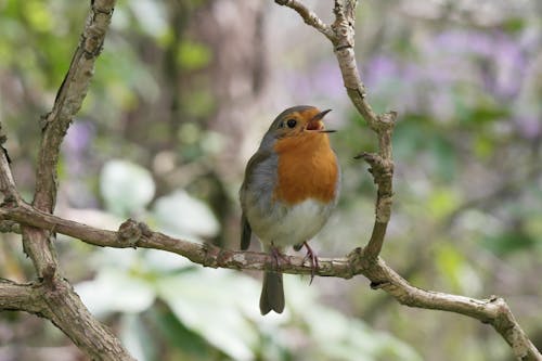 スラッシュ, フェザー, 動物の無料の写真素材