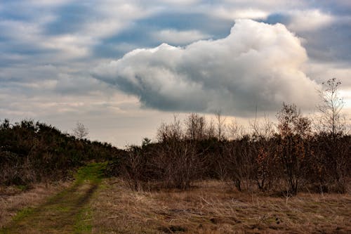 Immagine gratuita di campagna, cespugli, cloud