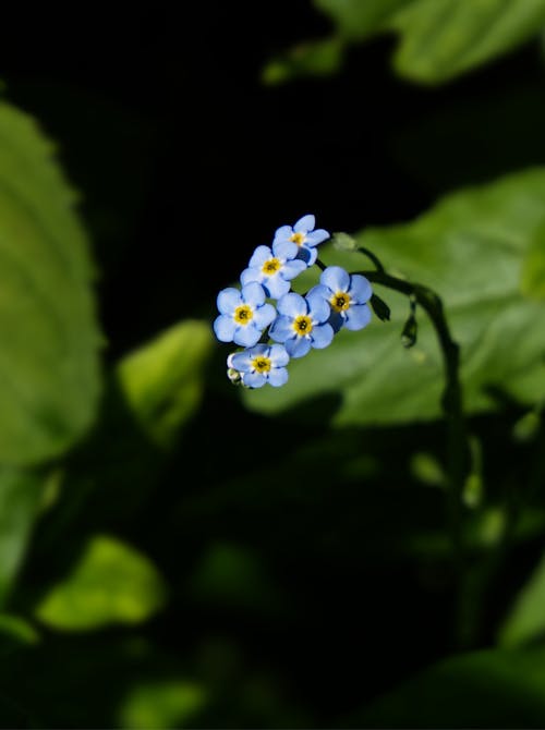 Blue Flowers in Nature