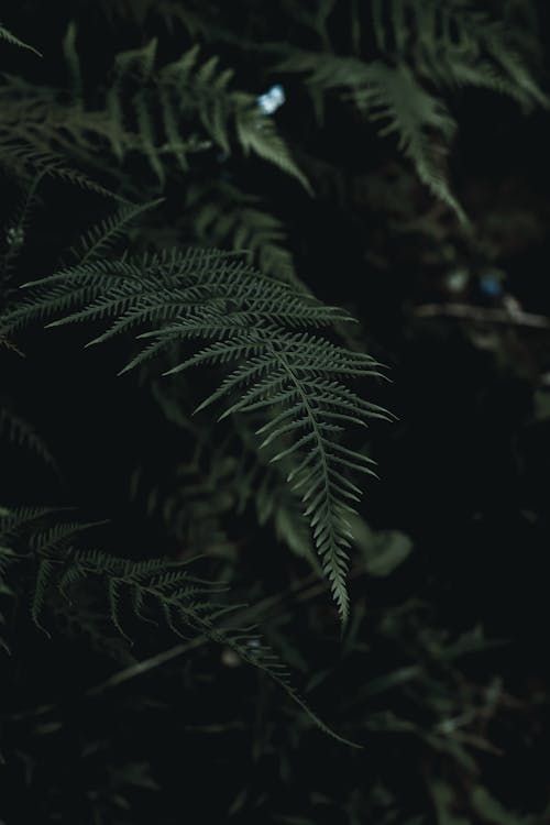 Close-Up Photo of Fern Leaves Growing in Forest Shade