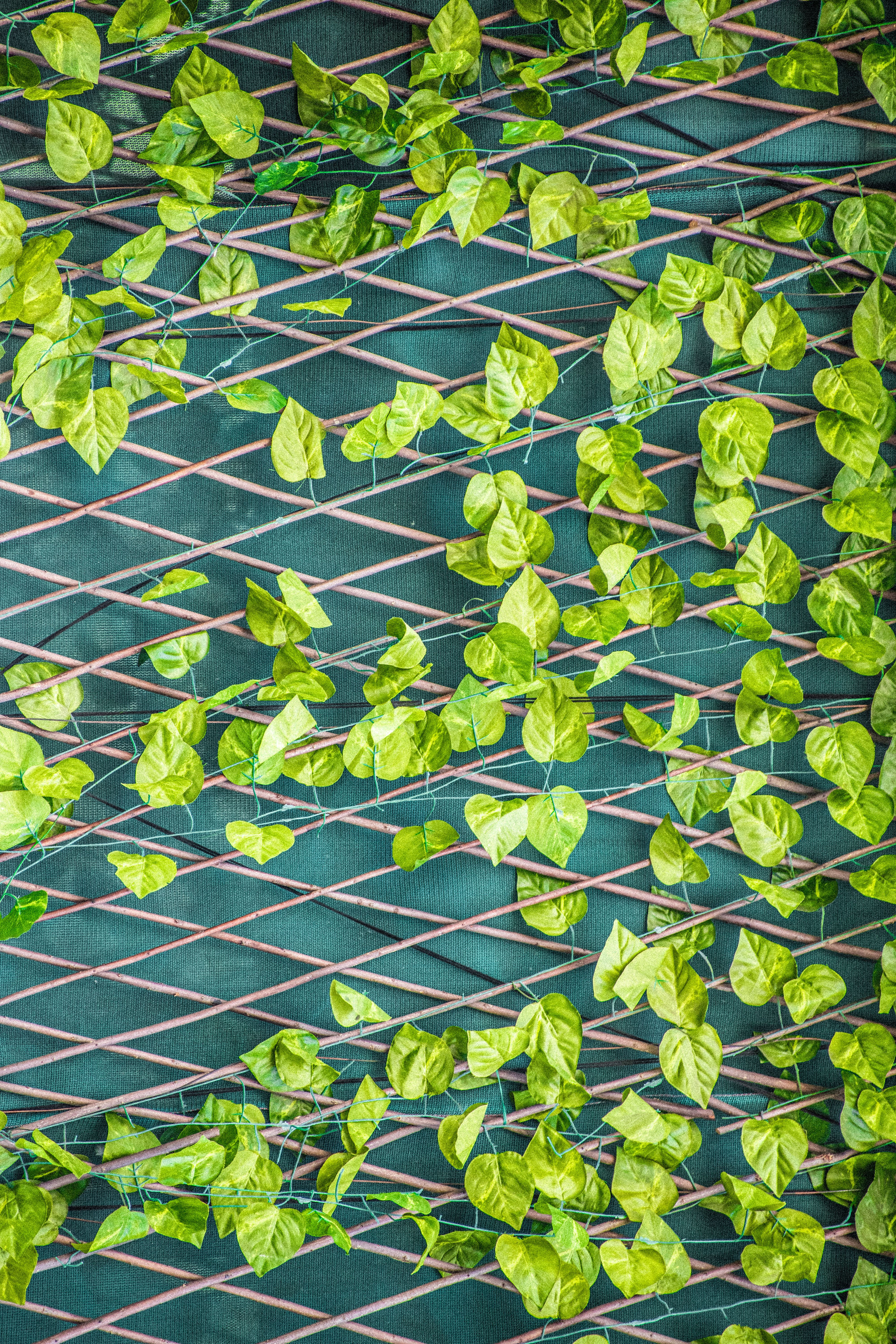 philodendron climbing on trellis