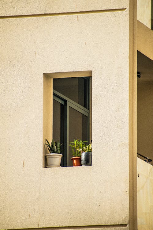 Plants in Apartment Window