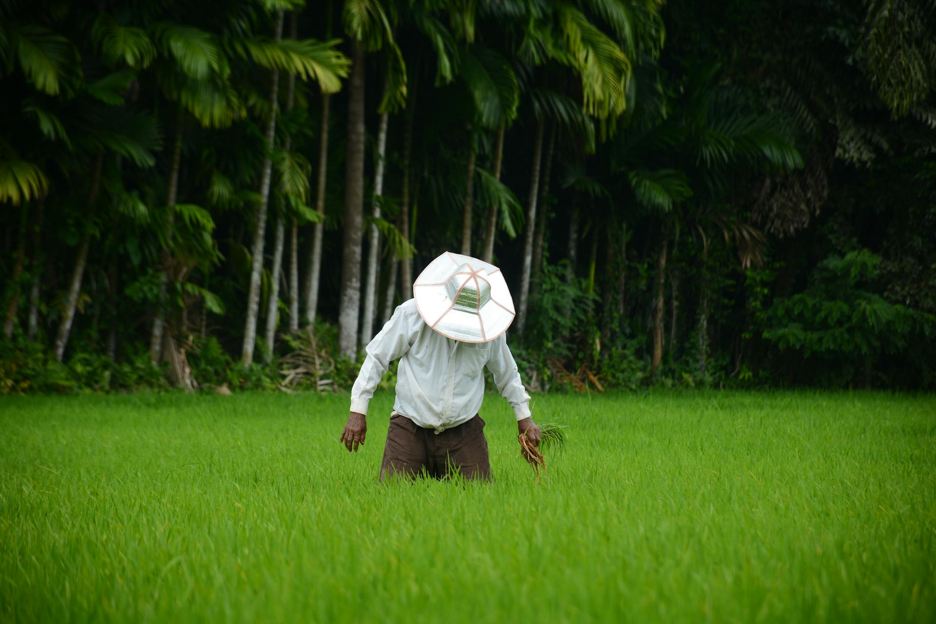 A farmer wearing a hat works in a vibrant green rice field in Colombo, Sri Lanka.