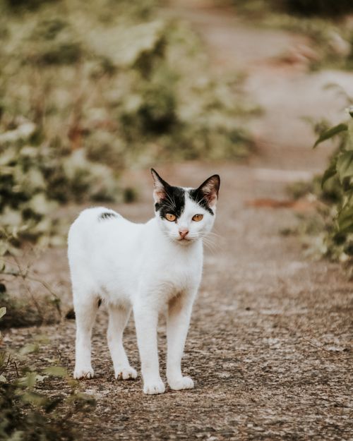 Free A lovable black and white cat standing on a path, surrounded by lush greenery. Stock Photo