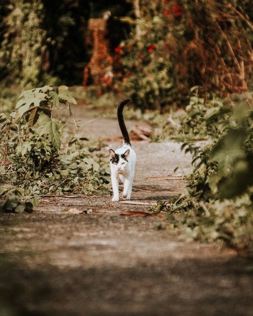 Free A curious cat with a black tail walks along a rustic path surrounded by lush greenery. Stock Photo