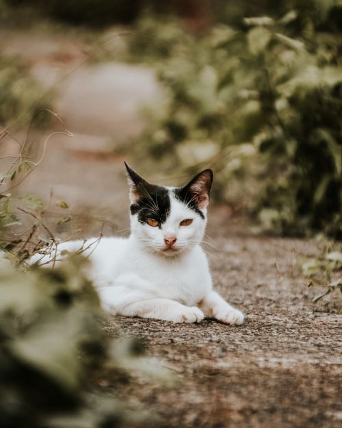 Free A black and white cat resting on a garden path surrounded by lush greenery captured in natural light. Stock Photo