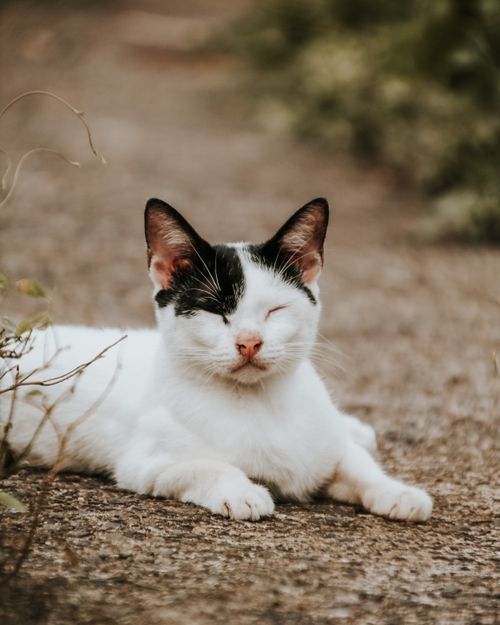 Free A serene black and white cat lounging on a sunlit path, capturing a peaceful summer moment. Stock Photo