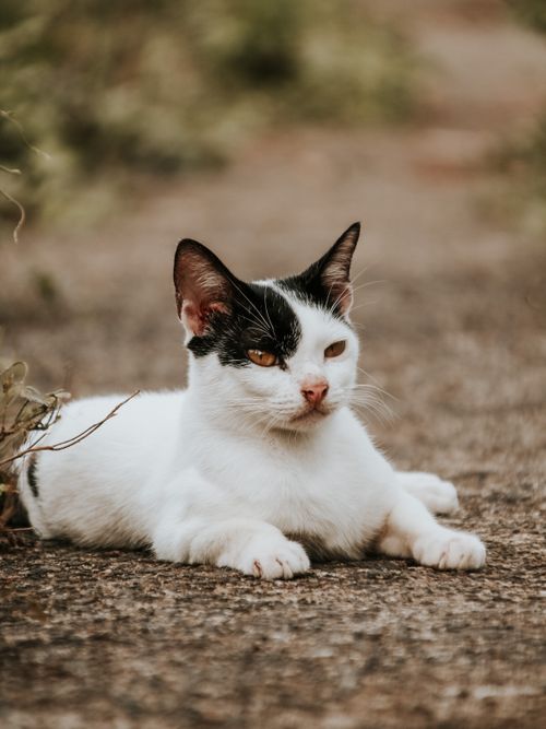 Free Adorable black and white cat lying on a rural path, showcasing its calm demeanor outdoors. Stock Photo
