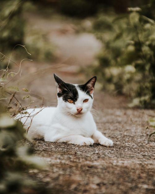 Free A serene black and white cat lying on a rural pathway surrounded by greenery. Stock Photo