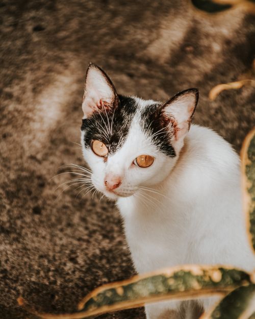 Free A curious black and white cat looking up through leaves in a rural setting. Stock Photo