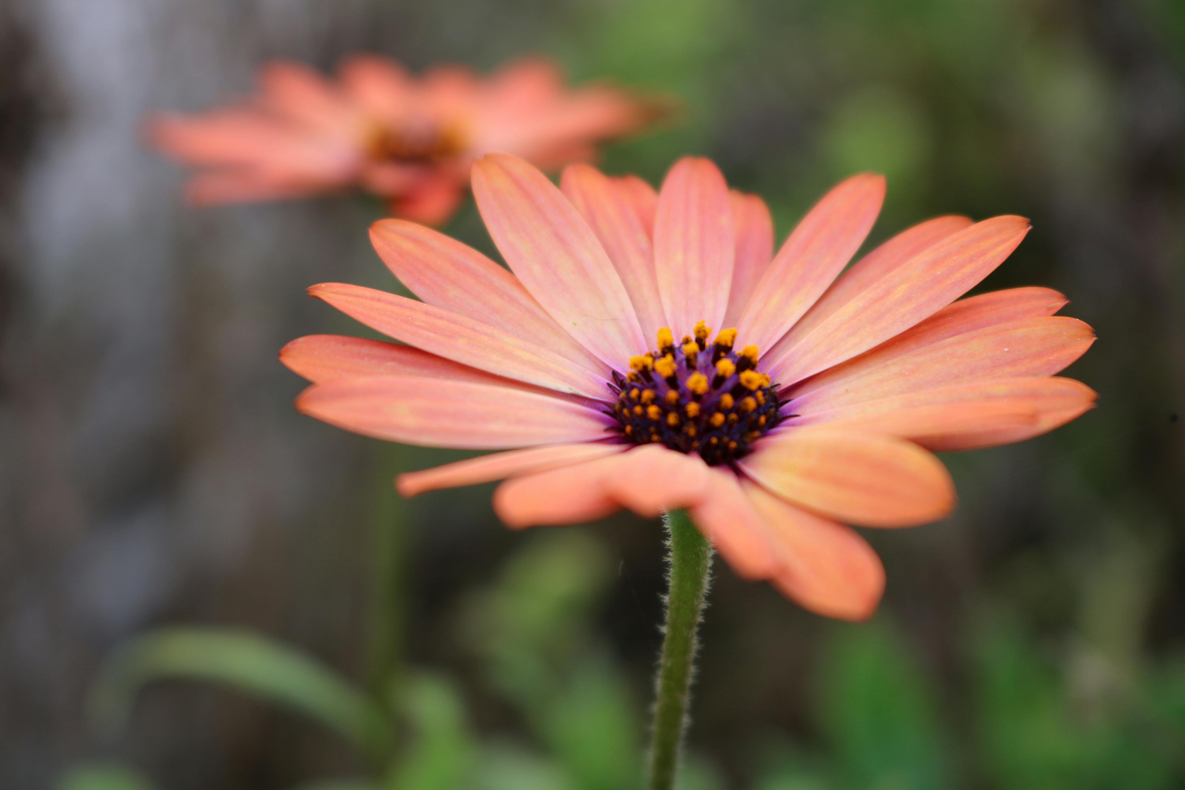 Herbes médicinales et nature