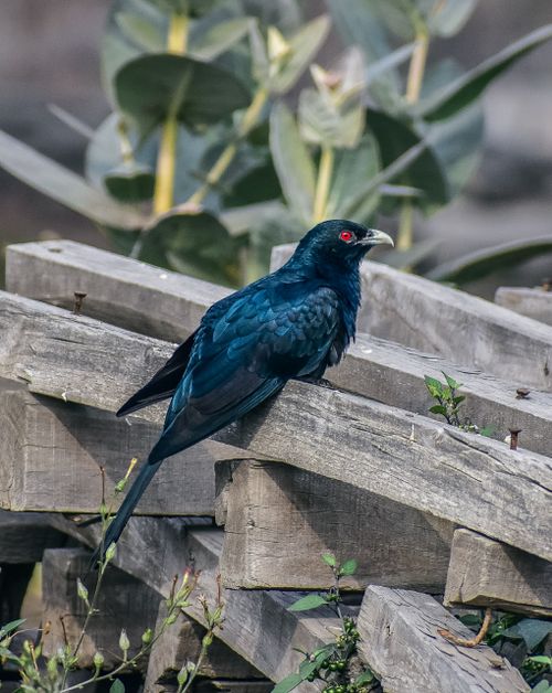 Free A detailed shot of an Asian Koel resting on wooden logs surrounded by greenery. Stock Photo