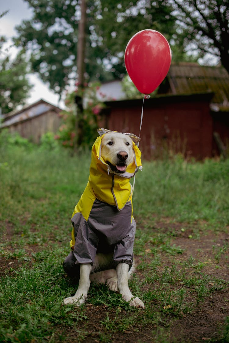 Dog In Clothes And With Balloon