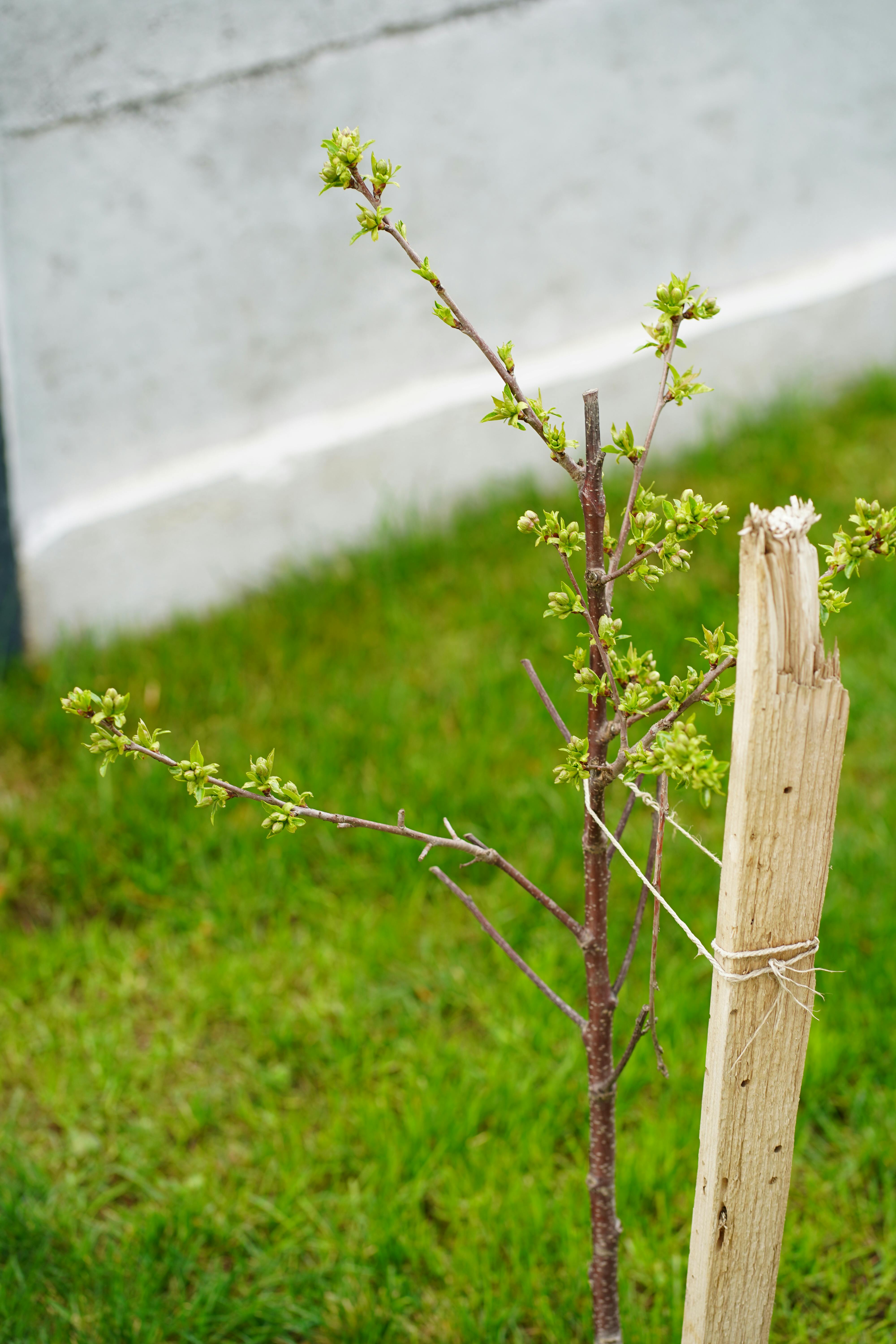 A correctly staked young tree with a figure-eight tie in a UK garden